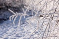 Branch of weeping willow covered by snow and frost in winter Royalty Free Stock Photo