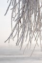 Branch of weeping willow covered by snow and frost in winter, close to the Dnieper river Royalty Free Stock Photo