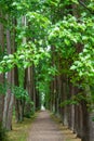 Branch with wet green leaves and blurred alley