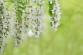 Branch of white acacia flowers on green