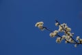 Branch with white blackthorn blossoms against blue sky, also called prunus spinosa or schlehdorn Royalty Free Stock Photo