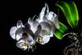 Branch of white blooming orchid