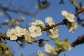 A branch with white blossom flowers of a plum tree closeup and a blue sky in the background in springtime Royalty Free Stock Photo