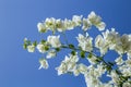 A branch of the white bougainvillea on the background of blue sky, Israel
