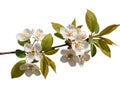 A branch of white cherry blossoms with green leaves isolated on white background in spring Royalty Free Stock Photo