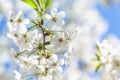 Branch of white cherry blossoms and young green leaves Royalty Free Stock Photo