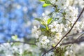 Branch of white cherry blossoms and young green leaves Royalty Free Stock Photo