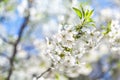 Branch of white cherry blossoms and young green leaves Royalty Free Stock Photo