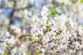 Branch of white cherry blossoms and young green leaves Royalty Free Stock Photo