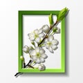 Branch of white cherry flowers in green frame Royalty Free Stock Photo