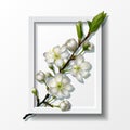 Branch of white cherry flowers in paper frame Royalty Free Stock Photo