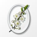 Branch of white cherry flowers in paper frame Royalty Free Stock Photo