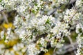 Branch with white cherry tree flowers in full bloom and clear blue sky in a garden in a sunny spring day, beautiful Japanese cherr Royalty Free Stock Photo