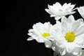 Branch of white chrysanthemums on a black background, space for text Royalty Free Stock Photo