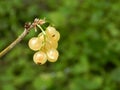 A branch of white currant