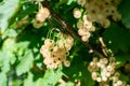Branch of white currant with ripe berries Royalty Free Stock Photo