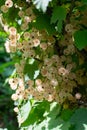 Branch of white currant with ripe berries Royalty Free Stock Photo