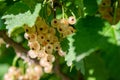 Branch of white currant with ripe berries Royalty Free Stock Photo