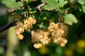 Branch of white currant with ripe berries Royalty Free Stock Photo