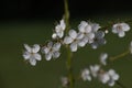 A branch of white damson tree blossom, Prunus domestica insititia, blooming the spring sunshine, close-up view Royalty Free Stock Photo