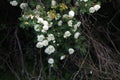 Branch of fluffy wild roses at evening dusk