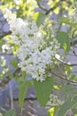 A branch of white flowering varietal lilac