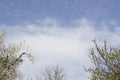 Branch with white flowers against the blue sky. Spring white flowers of an apple-tree in a park close-up. Royalty Free Stock Photo