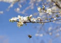 Branch with white flowers on a blue sky background, flying bee Royalty Free Stock Photo