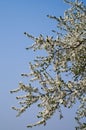 A branch with white flowers of greengage or damson plum tree