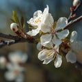 A branch with white flowers that has the word cherry isolated on white background