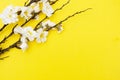 Branch of white flowers on yellow background Spring floral mock up. Minimalistic Spring background with copy space Royalty Free Stock Photo