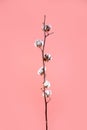 branch with white fluffy cottons flowers on pink background flat lay. Delicate light beauty cotton background