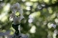 A branch of white, fragrant jasmine stands on the window. Fresh green background. Flowers Royalty Free Stock Photo