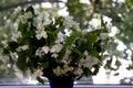 A branch of white, fragrant jasmine stands on the window. Fresh green background. Flowers Royalty Free Stock Photo