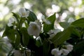 A branch of white, fragrant jasmine stands on the window. Fresh green background. Flowers Royalty Free Stock Photo