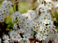 Branch of white hawthorn blossom