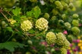 Branch of a white hydrangea tree set of bunches of flowers Royalty Free Stock Photo