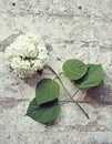 Branch of white hydrangeas