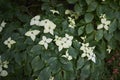 Branch with white inflorescence of Cornus controversa