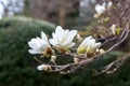 A branch of white Japanese magnolia Kobus in bloom against a dark background