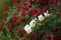 Bright red roses with buds on a background of a green bush after rain. Beautiful red roses in the summer garden. Royalty Free Stock Photo