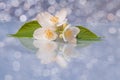 Branch of white jasmine flowers on a background bokeh