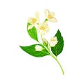 Branch of White Jasmine Fragrant Flowers on Stem with Green Leaves Closeup View Vector Illustration