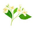 Branch of White Jasmine Fragrant Flowers on Stem with Green Leaves Closeup View Vector Illustration