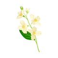 Branch of White Jasmine Fragrant Flowers on Stem with Green Leaves Closeup View Vector Illustration