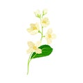 Branch of White Jasmine Fragrant Flowers on Stem with Green Leaves Closeup View Vector Illustration