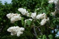 Branch of white lilac flowers