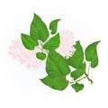 Branch of white lilac with flowers species Syringa a botanical background vintage vector illustration editable Royalty Free Stock Photo