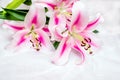 The branch of white lilys Royalty Free Stock Photo