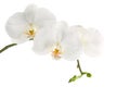 Branch of white orchid